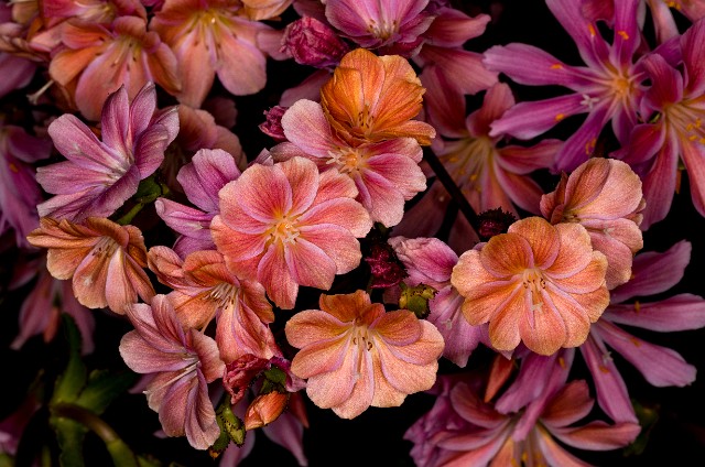 Lewisia cotyledon - Siskiyou Lewisia 18-8675.jpg